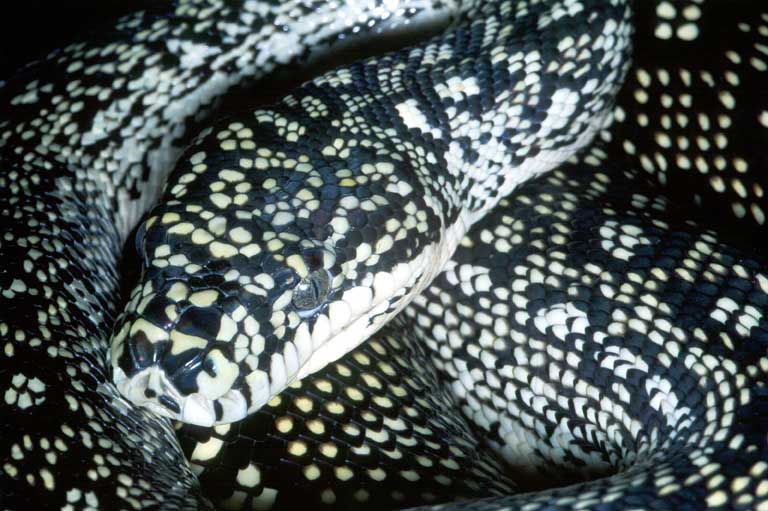 Arboreal Monsters Carpet python morphs